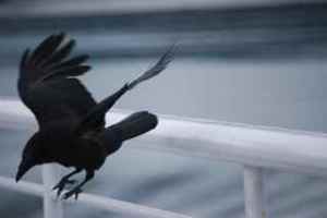nw crow on malaspina