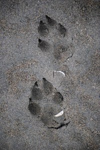 wolf tracks - august