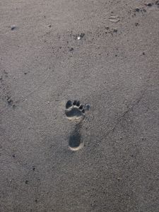 footprint in sand