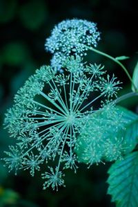 cow parsnip flowers