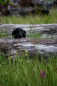 kota peeks over fishtrap