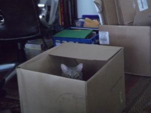 arwen in box MA may 2012