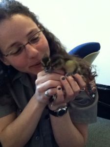 duckies at Lowell NHP