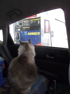 fin in traveling box march 2012