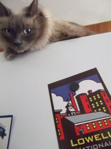 lowell cat march 2012