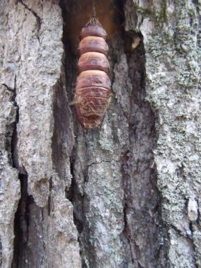 chrysallis on east foxboro street
