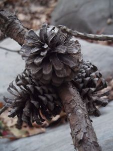 Walden pinecones
