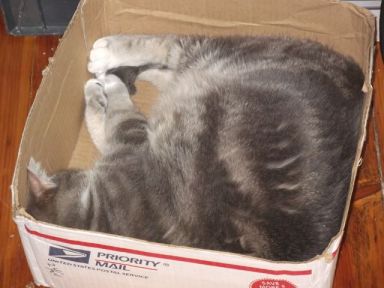 arwen asleep in box