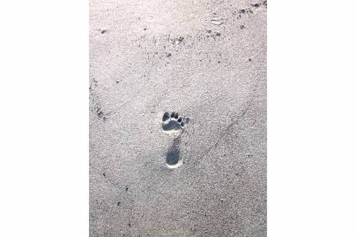 footprint in Alaska sand