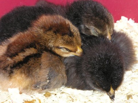 4409_594322306430_411515_n