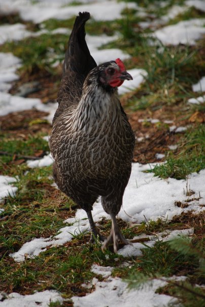 pippin...our first chicken!