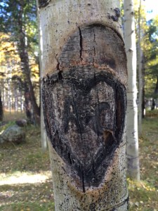 Flagstaff Aspen Heart Bark