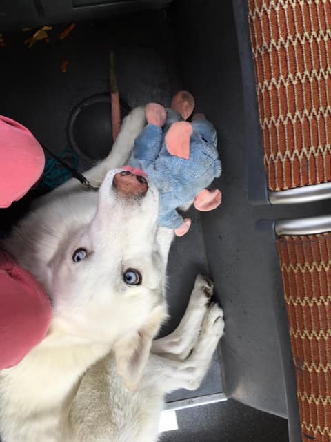 57459367_10103168701603640_7440709675550507008_n